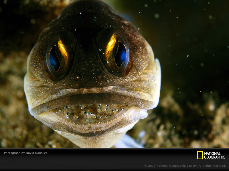 Male Jawfish