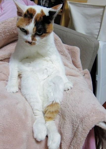 長女猫のマイさん イスに座る Hinemosu