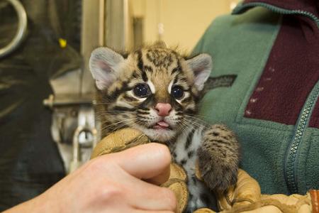 ネコ科動物 オセロット が可愛すぎる Hinemosu