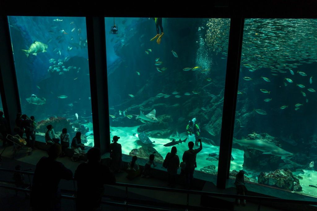 福岡の水族館 マリンワールド海の中道 は明るく楽しい素敵な水族館だった Hinemosu