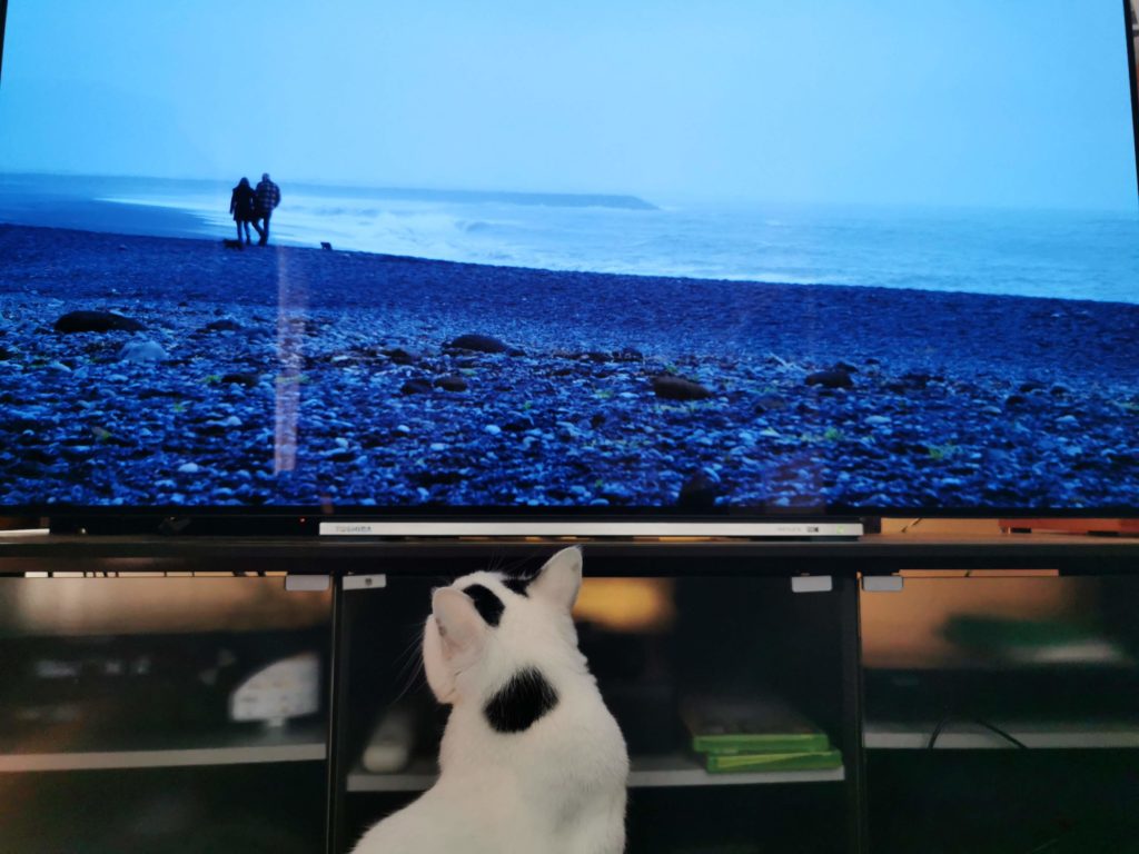 4k版の 岩合光昭の世界ネコ歩き はネコが超反応する Hinemosu