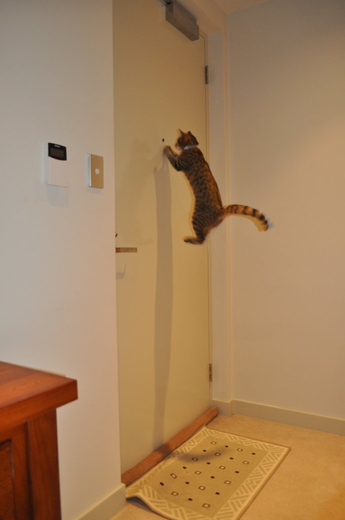 Who's there hover cat?